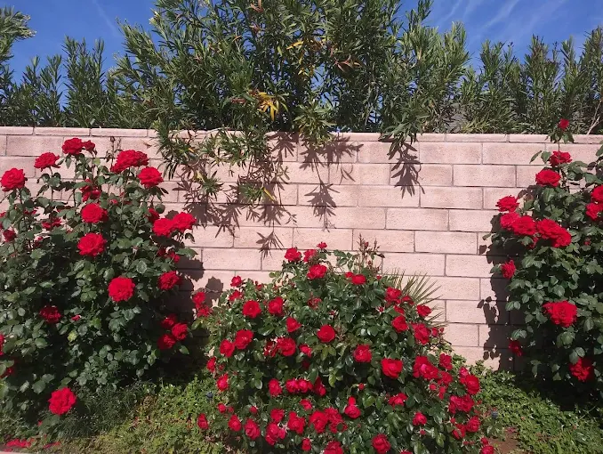 Salazar Landscaping LLC (42)